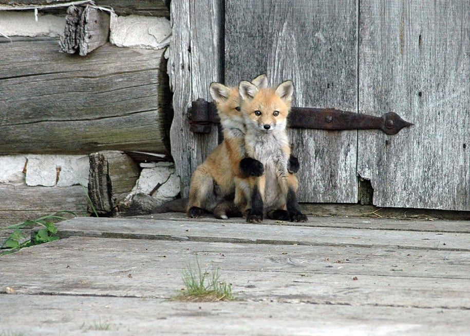 beautiful-foxes-wildlife-photography-10