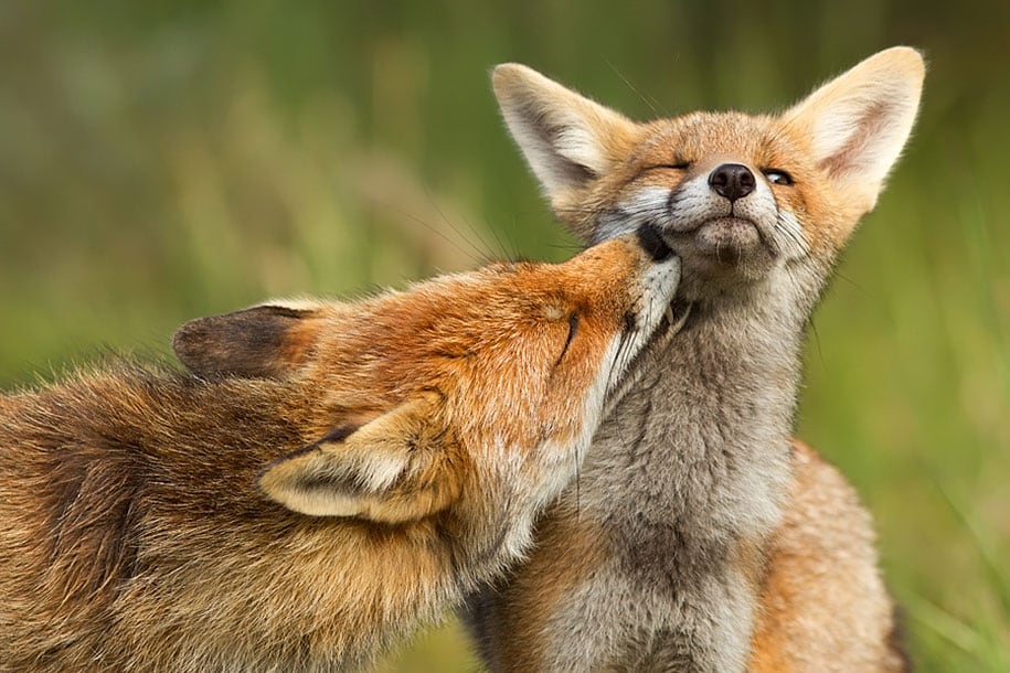 beautiful-foxes-wildlife-photography-14