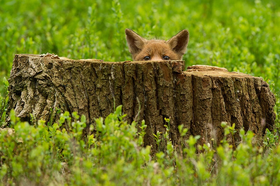 beautiful-foxes-wildlife-photography-19