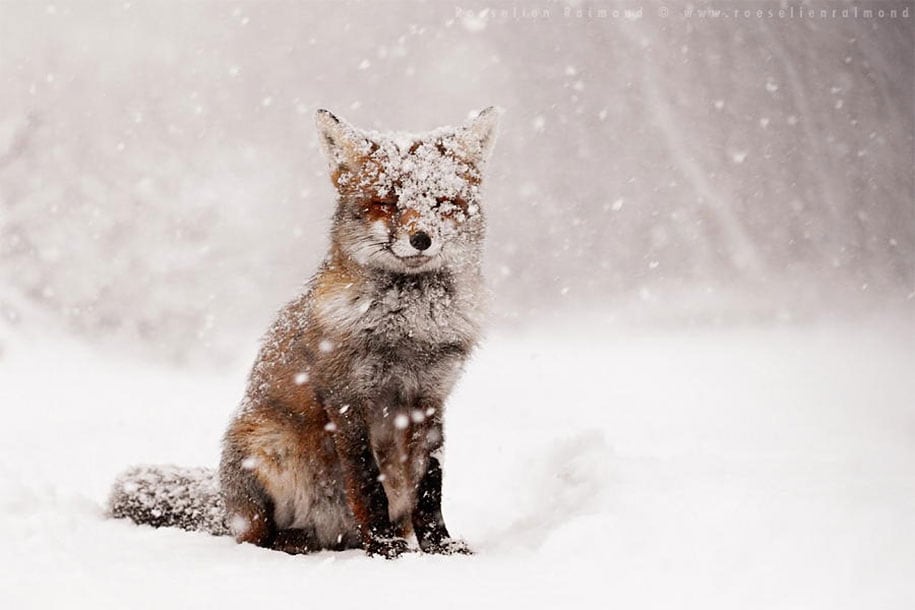 beautiful-foxes-wildlife-photography-20