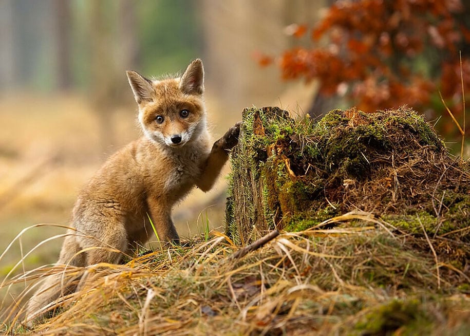 beautiful-foxes-wildlife-photography-4