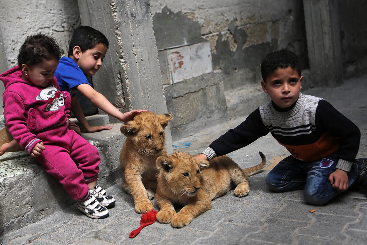 gaza-pet-lion-cubs-1