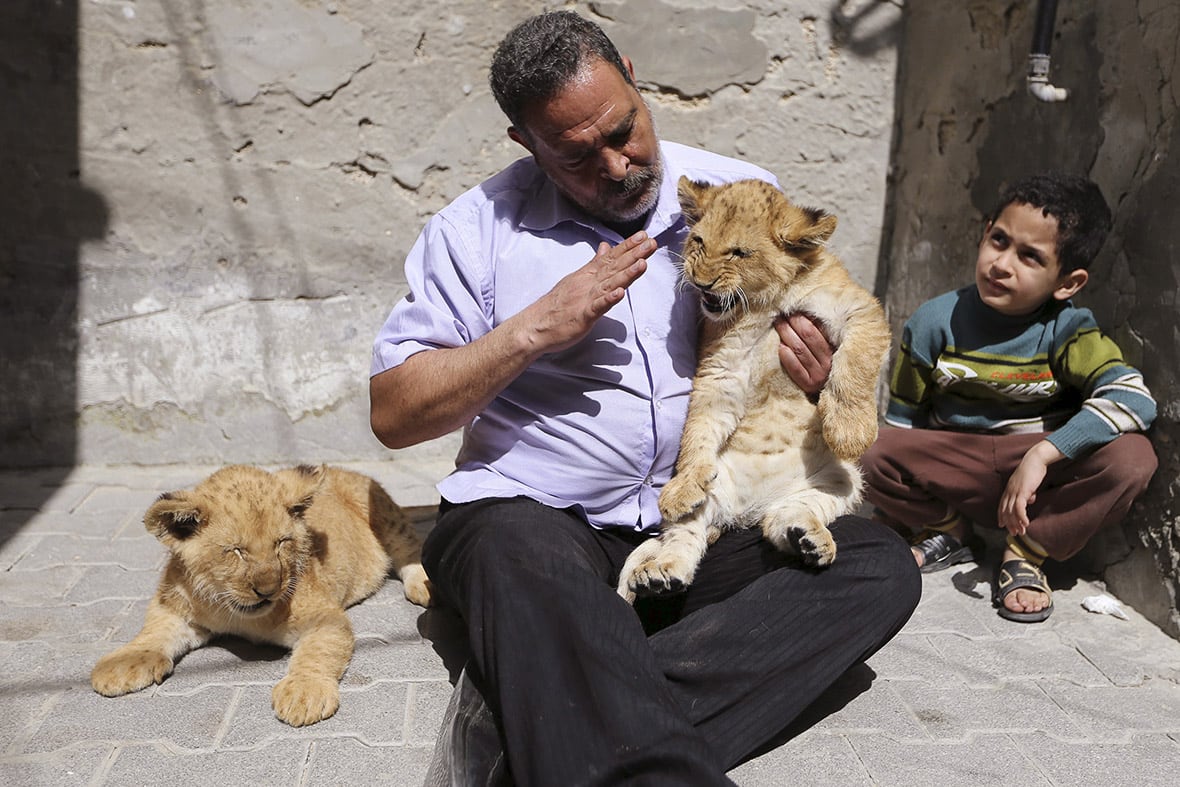 gaza-pet-lion-cubs-5