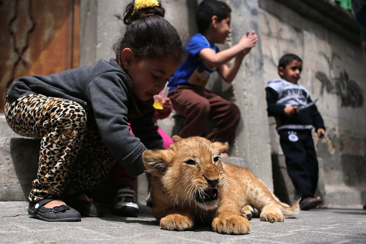 gaza-pet-lion-cubs-6