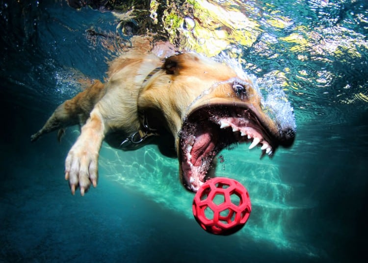 seth-casteel-underwater-dog-006