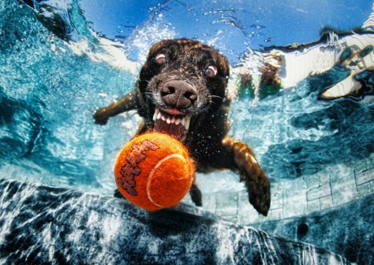 seth-casteels-underwater-dogs-9