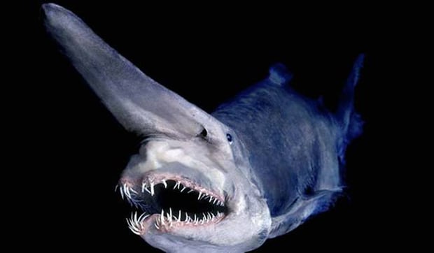 the goblin shark. it’s the perfect description for such a menacing looking creature.