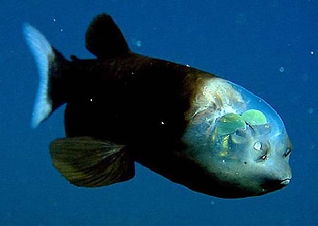 barreleye fish. is it just me or does it look like he has leaves inside his head?