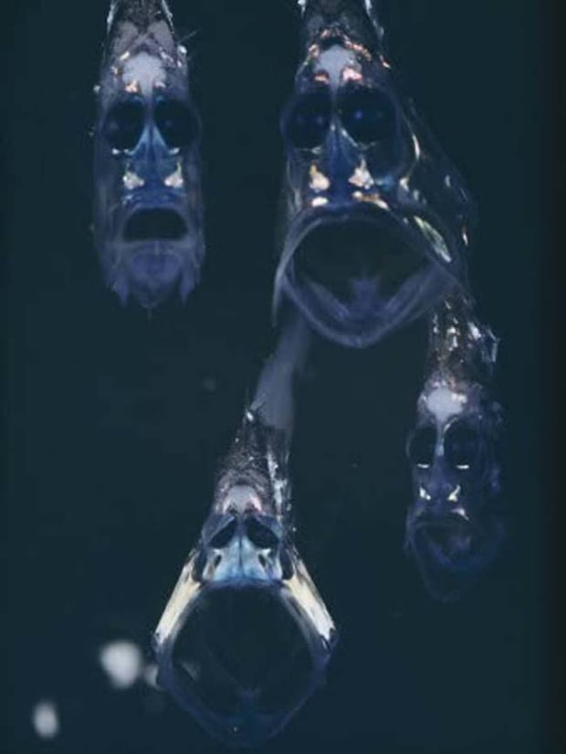 hatchetfish. they have a very ghostly appearance to them.