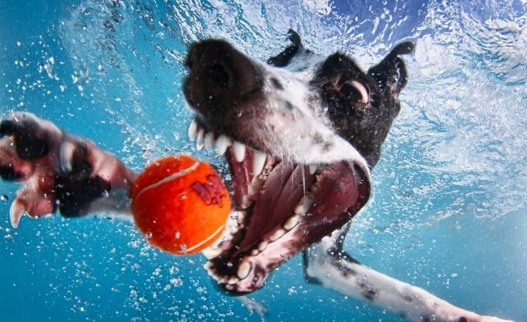 little-friends-photo-dogs-underwater-seth-casteel-normal