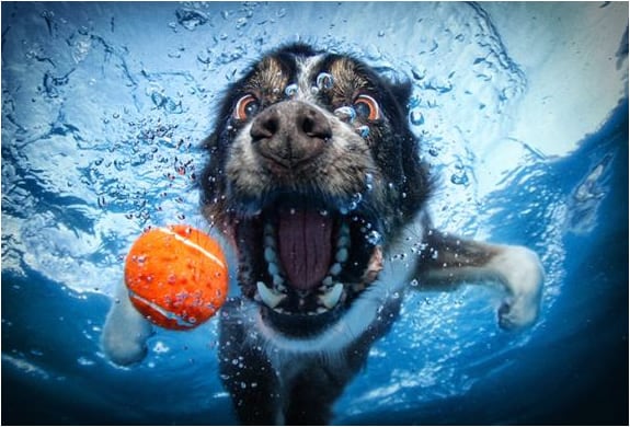 underwater-dogs-seth-casteel-2