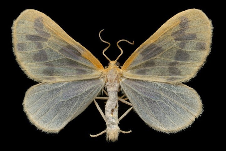 the beggar moth (7440 - eubaphe mendica) wingspread 23 mm collected july 3, 2006 at lac bonin, quebec scanned july 5, 2006 epson 4870 at 4800 dpi (600dpi ref) noise ninja 1.2 305%