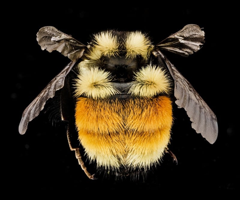 bumble bee by usgs bee inventory and monitoring lab via flickr
