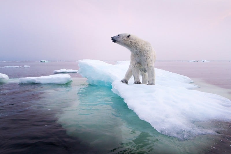 global warming effect on polar bears