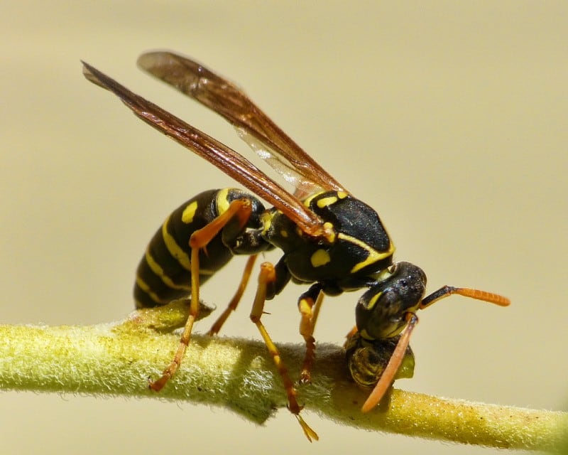 wasp by sid mosdell via flickr