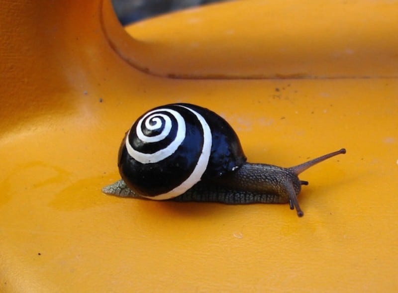 stefansiverud-snailpimp-snail-art-17