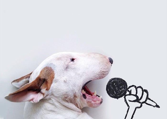 jimmy-choo-bull-terrier-illustrations-rafael-mantesso-coverimage