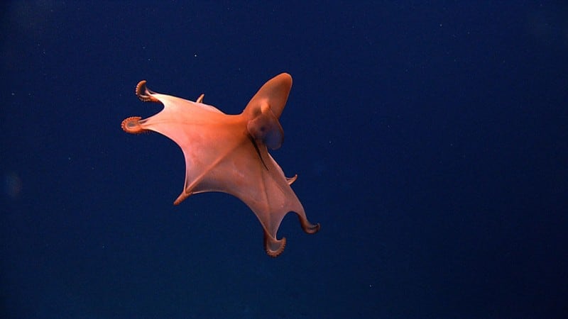 new-species-deep-sea-creatures-puerto-rico-trench-19