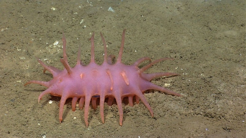 new-species-deep-sea-creatures-puerto-rico-trench-8
