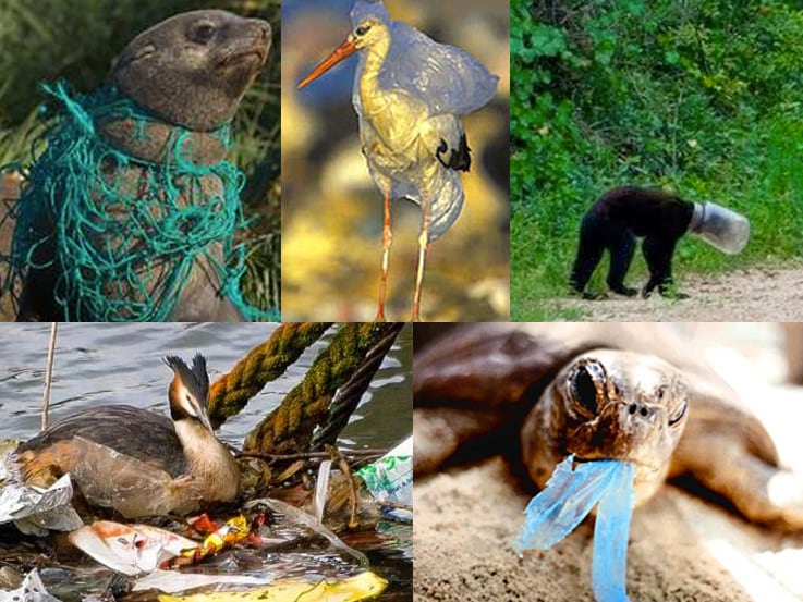 plastic pollution effect on wildlife