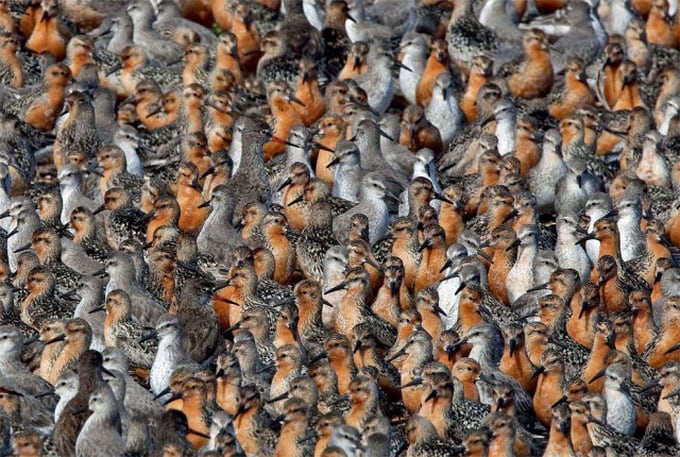 1amazing-animals-colonies-pingouins-640x_09