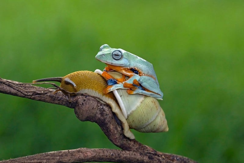 funny-animals-frog-riding-snail-kurito-afsheen-indonesia-5