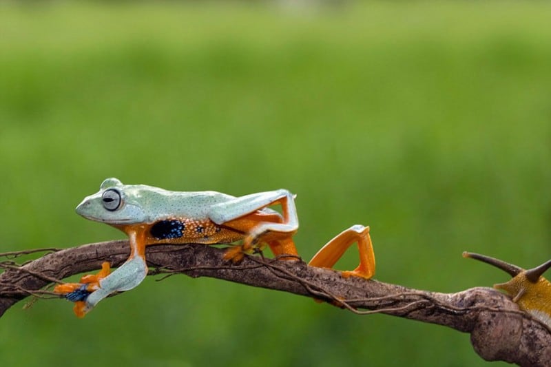 funny-animals-frog-riding-snail-kurito-afsheen-indonesia-6