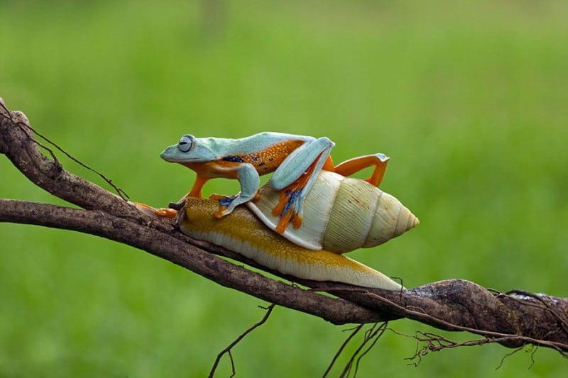 funny-animals-frog-riding-snail-kurito-afsheen-indonesia-7