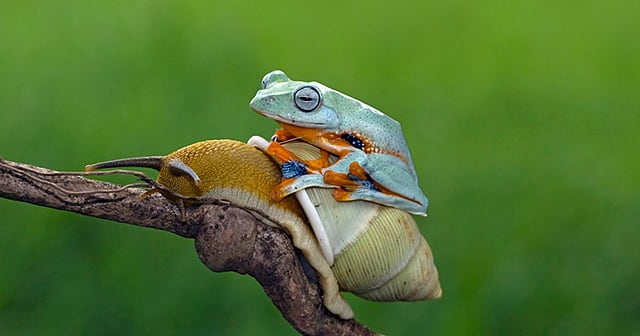 funny-animals-frog-riding-snail-kurito-afsheen-indonesia-thumb640