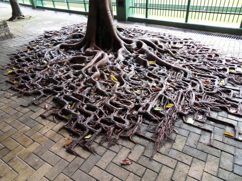 tree roots manage to grow on concrete in search of soil