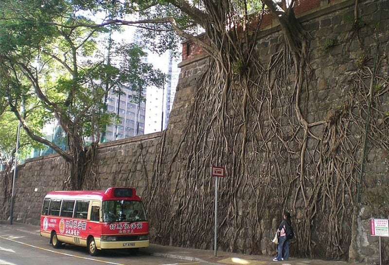 trees growing on concrete