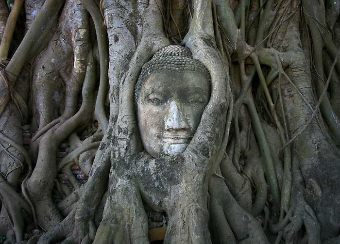 stunning photo of a buddha surrounded with the root of a tree