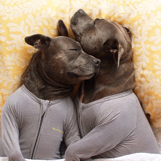 bull-terriers-cuddle-filled-pajama-parties-2