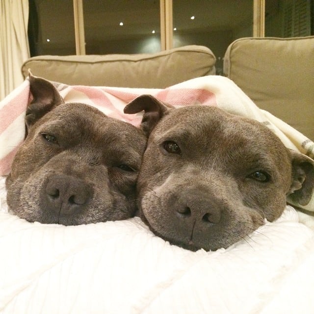 bull-terriers-cuddle-filled-pajama-parties-3