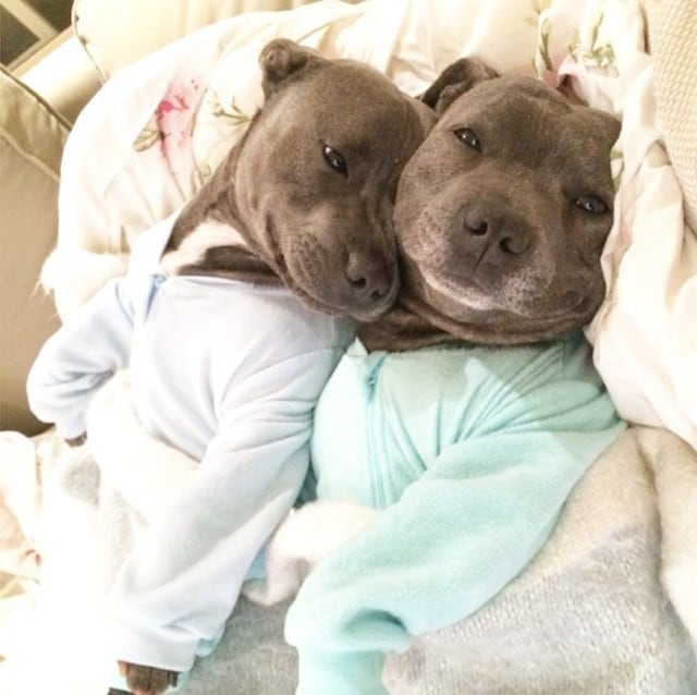 bull-terriers-cuddle-filled-pajama-parties-4