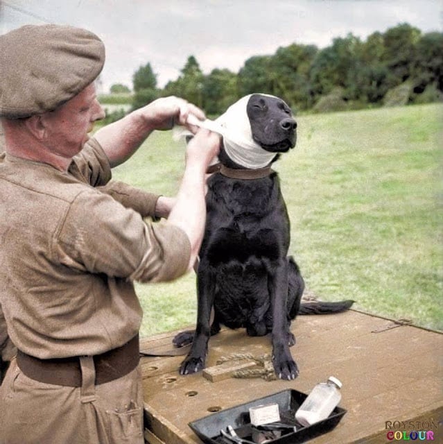 a sergeant of the royal army veterinary corps bandages the wounded ear of a mine-detection labrador dog named 'jasper' at bayeux in normandy, 5th of july 1944. (source © iwm b 6496 - sgt. christie , no 5 army film & photographic unit. colorized by royston leonard uk)