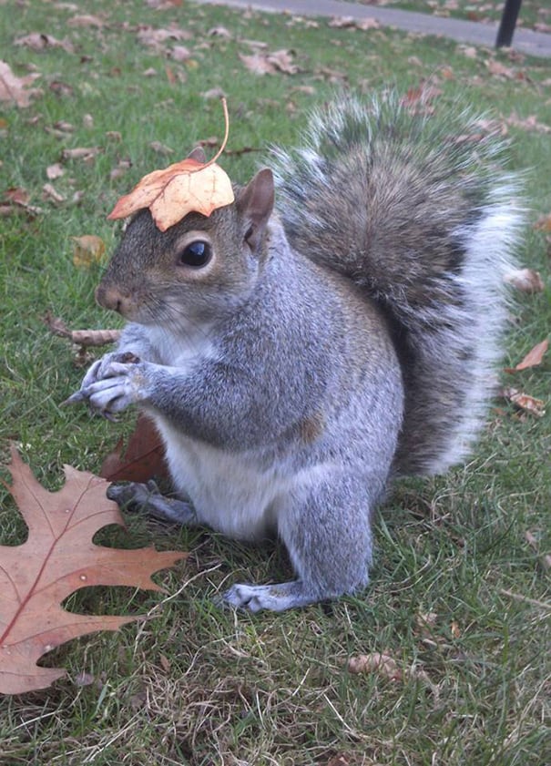 costume-squirrel-whisperer-sneezy-nary-krupa-43