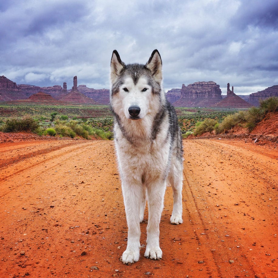 dog-nature-photography-loki-wolfdog-kelly-lund-35