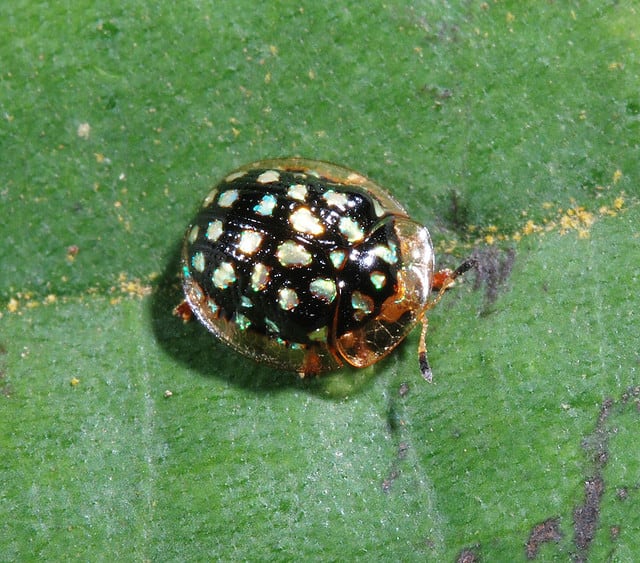 jewel tortoise beetle