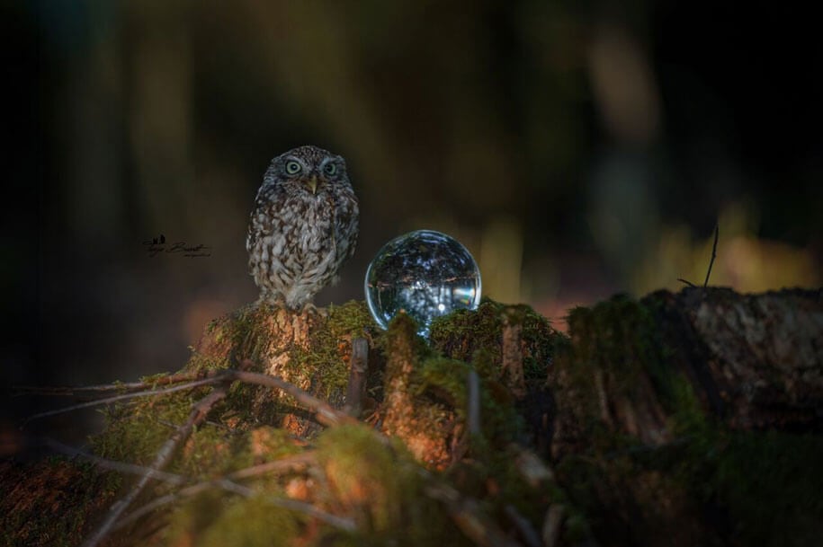 animal-photo-owl-hide-rain-mushroom-podli-tanja-brandt-12
