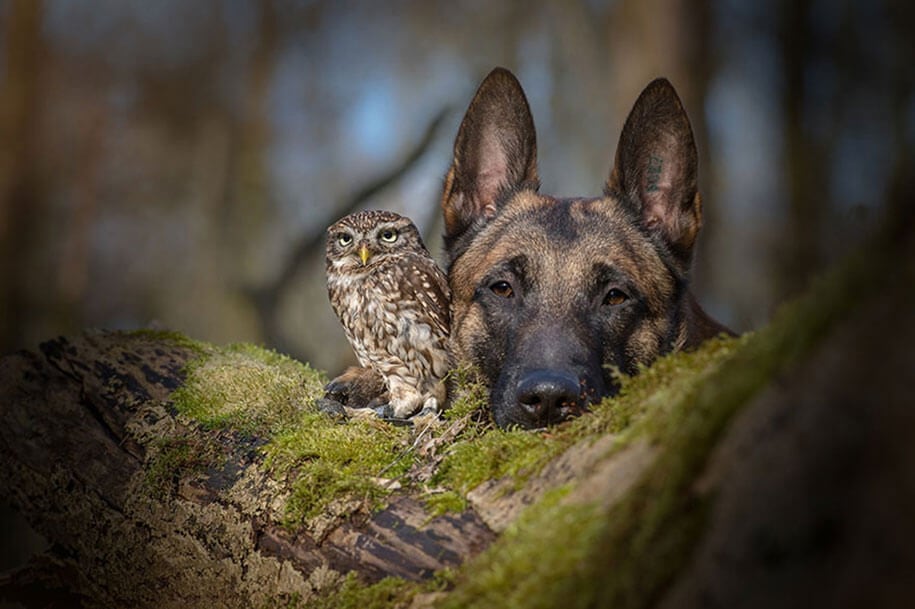 animal-photo-owl-hide-rain-mushroom-podli-tanja-brandt-14