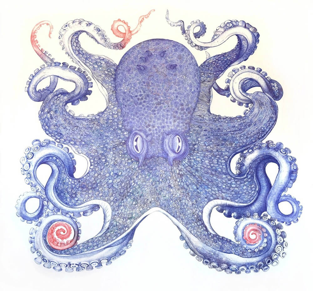 ray-cicin-octopus-freeyork-5