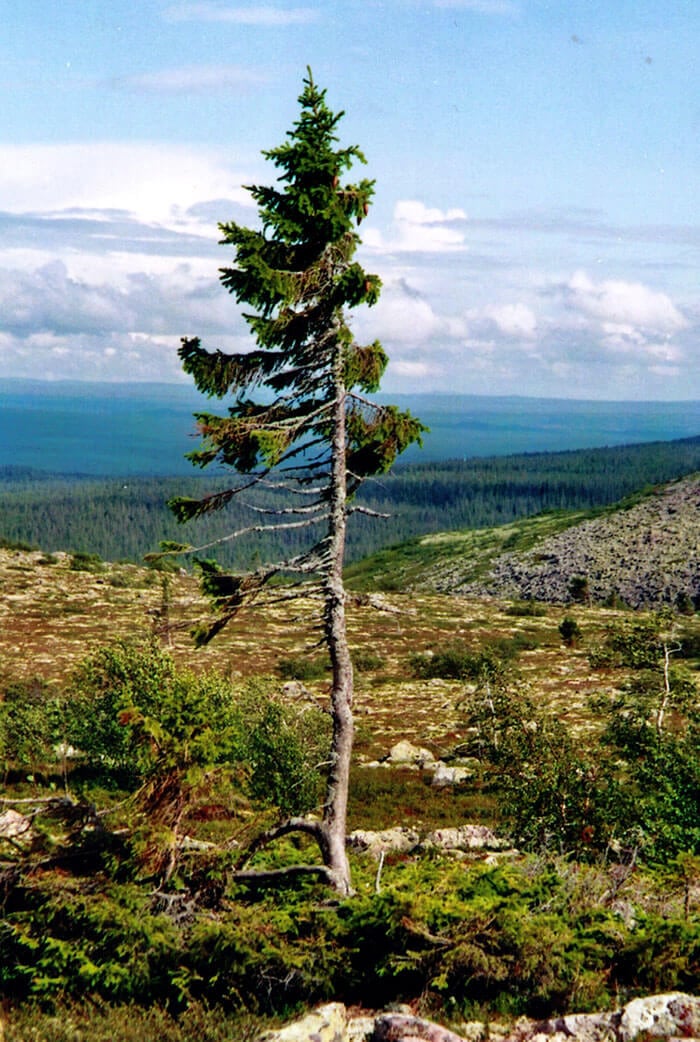 oldest-tree-9500-year-old-tjikko-sweden-fy-4