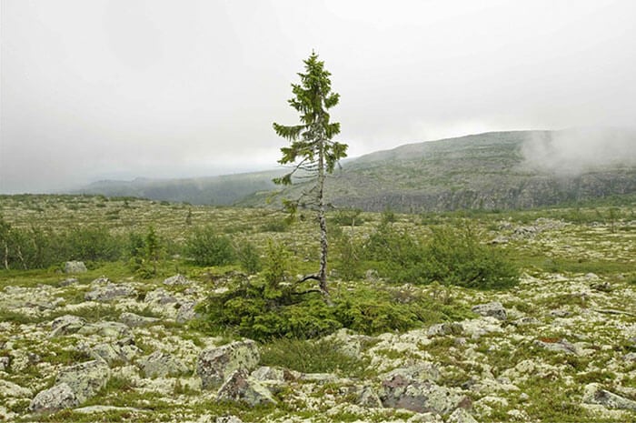 oldest-tree-9500-year-old-tjikko-sweden-fy-5