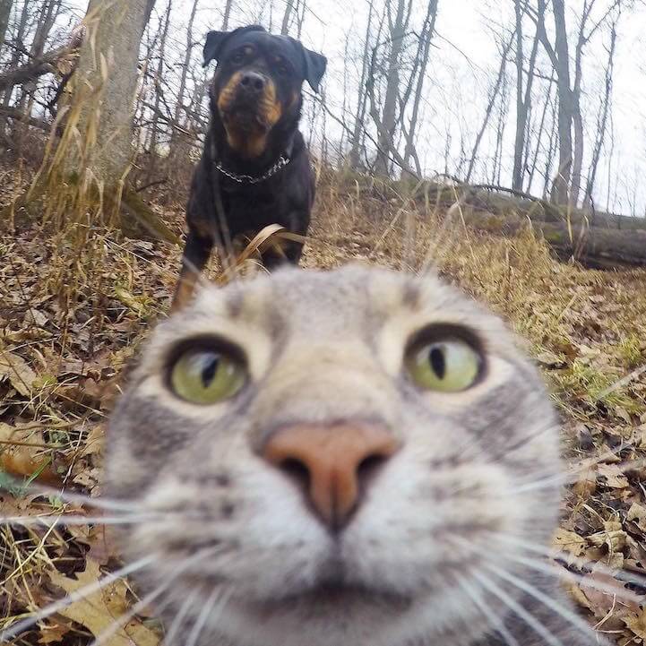 manny-selfie-cat-fy-3