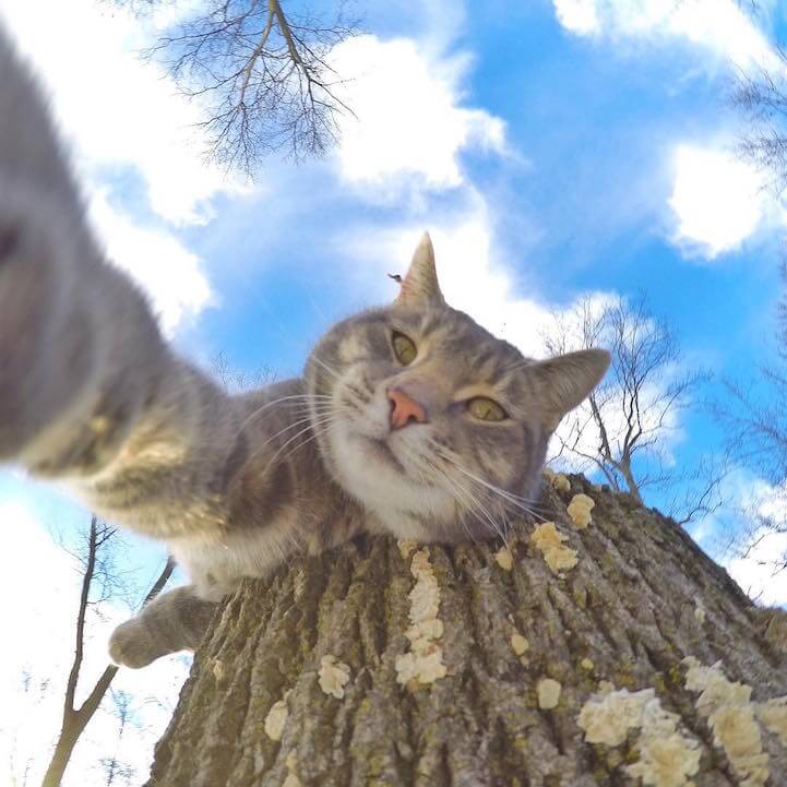 manny-selfie-cat-fy-4