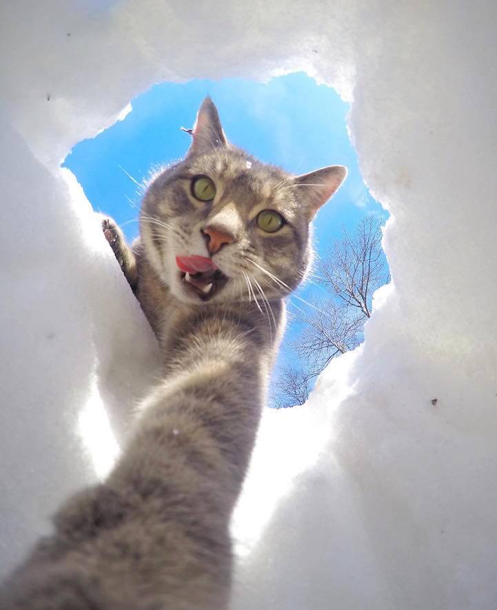 manny-selfie-cat-fy-6