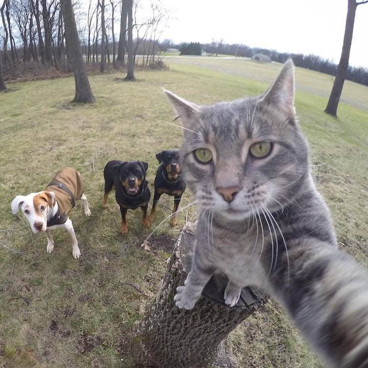 manny-selfie-cat-fy-7