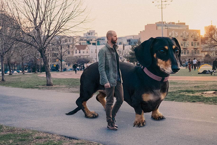 vivian-dachshund-giant-dog-4