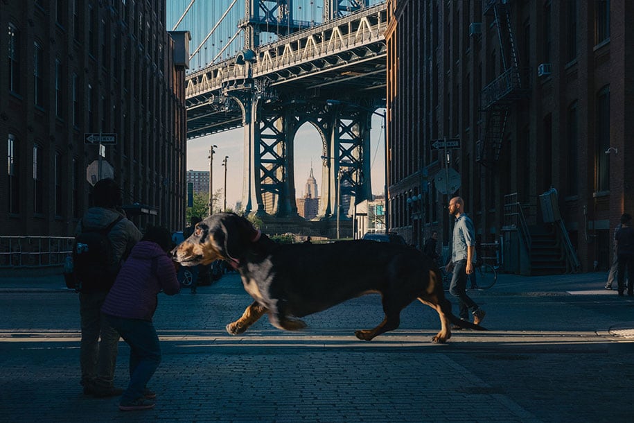 a dog walking on a city street